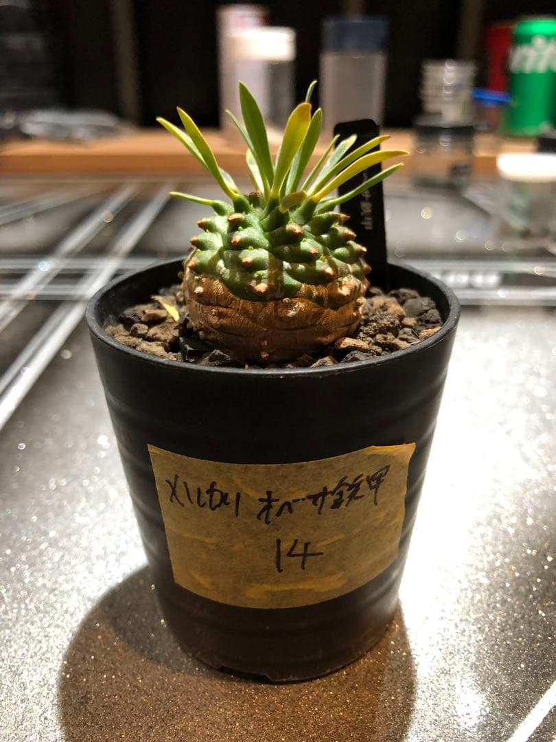 オベサ鉄甲⑭　実生　　2022年頃　播種　良型　フーフォルビアオベサ♀✕鉄甲丸♂