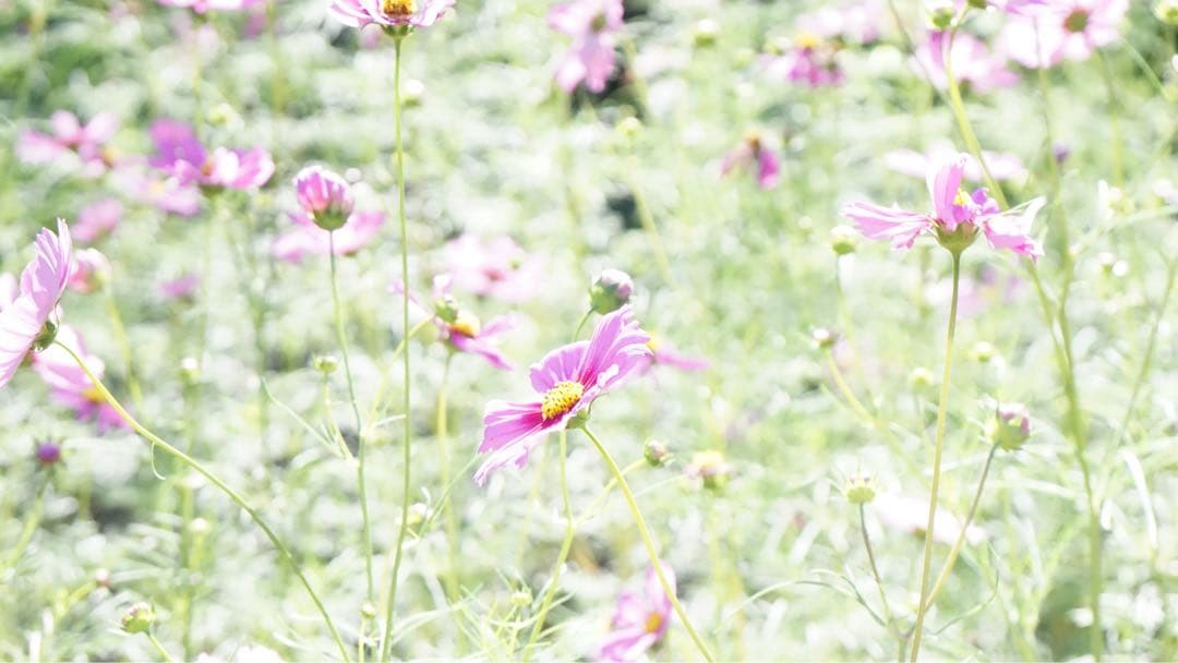 【値下げ交渉受付中】SONY α6000/デジタル一眼レフカメラ/レンズセット