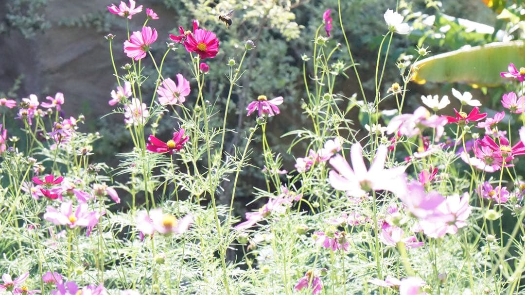 【値下げ交渉受付中】SONY α6000/デジタル一眼レフカメラ/レンズセット