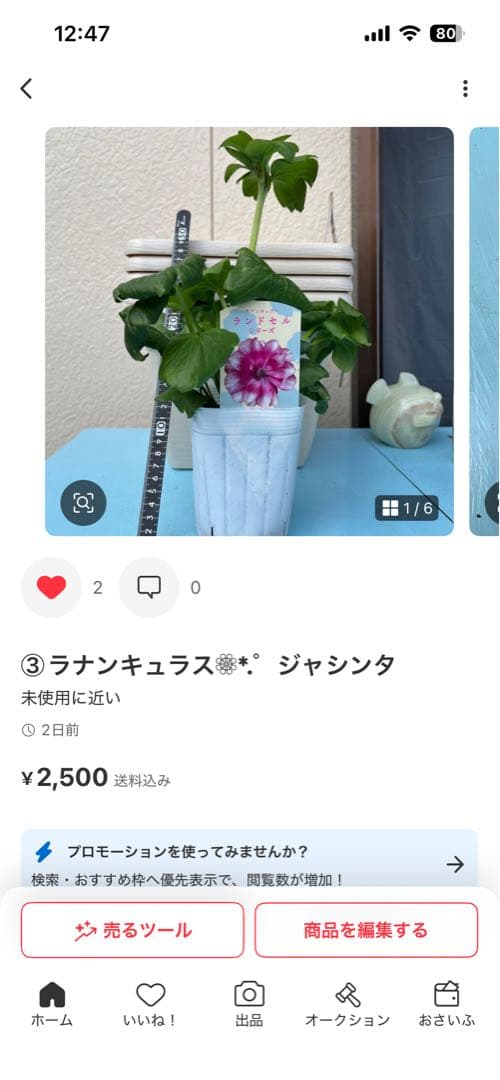 ラナンキュラスラックス❁⃘*.゜6点セット