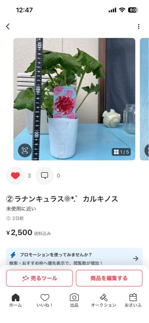 ラナンキュラスラックス❁⃘*.゜6点セット