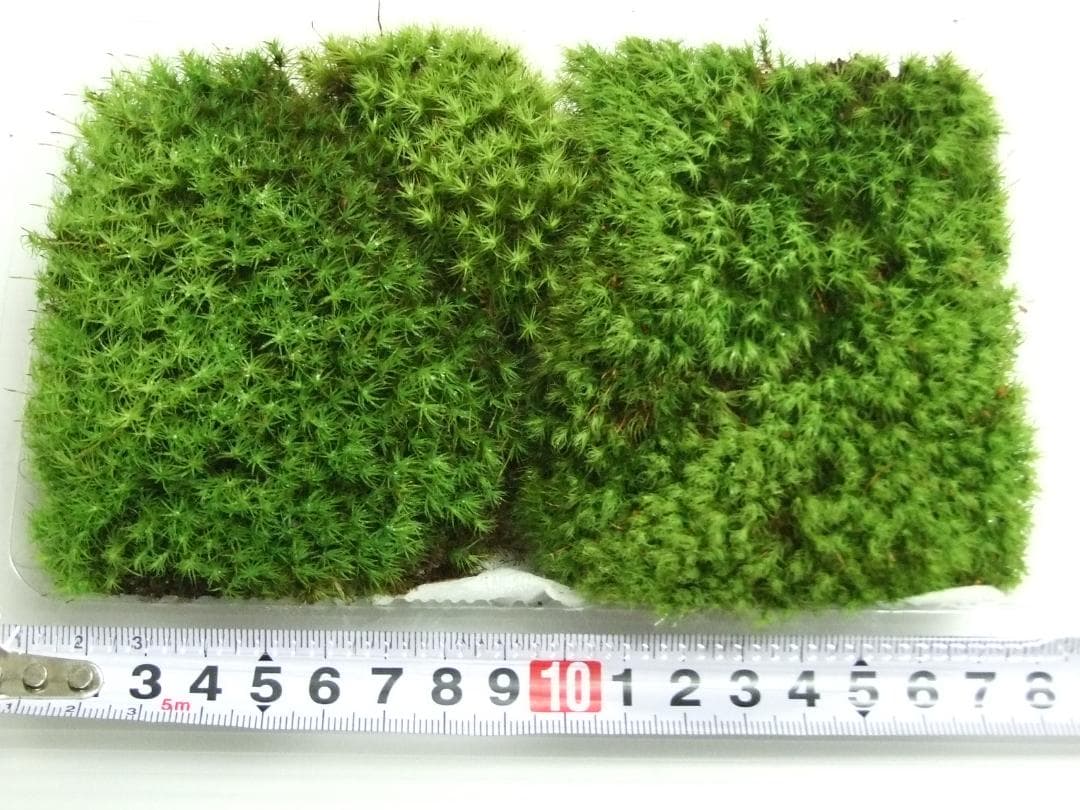 teru3　コケ各種3.5トレーとカサゴケ1Pタマゴケ2P