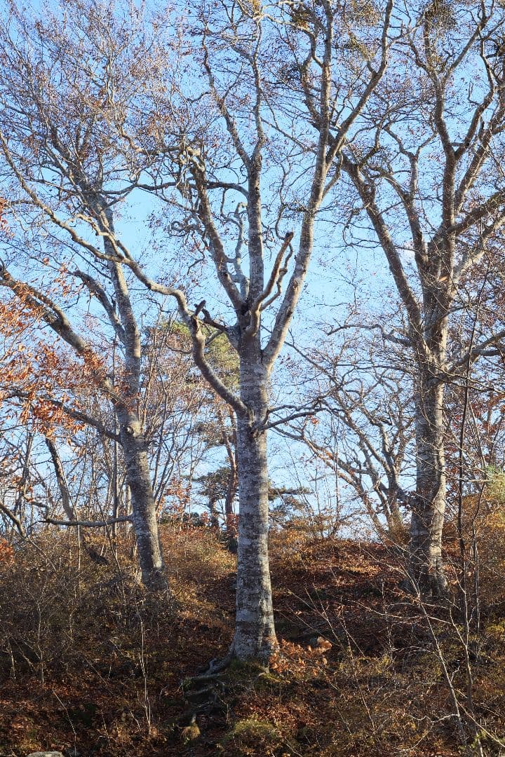 Super-Takumar 55mm F1.8 前期型 S/N：1235298