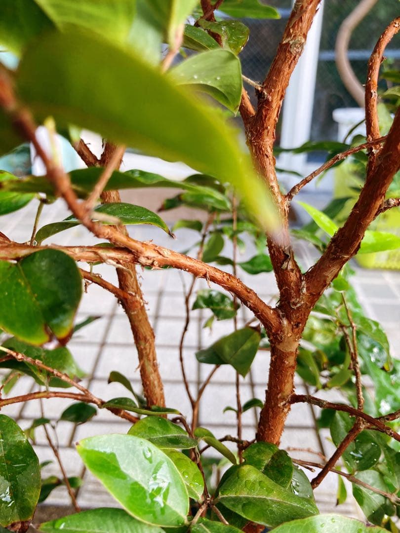 ジャボチカバ　送料無料