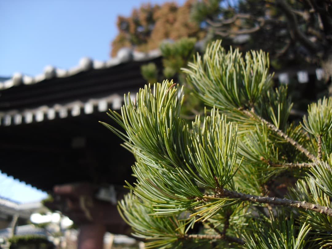 実写美⭕️良品【動作確認済み】CASIO EXILIM EX-Z35 デジカメ