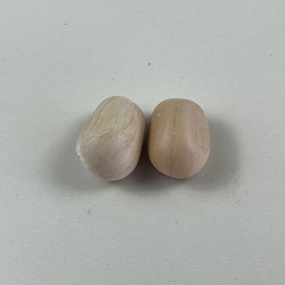 p*w様 375新鮮な種 エンセファラルトス・ホリダス 種子2粒