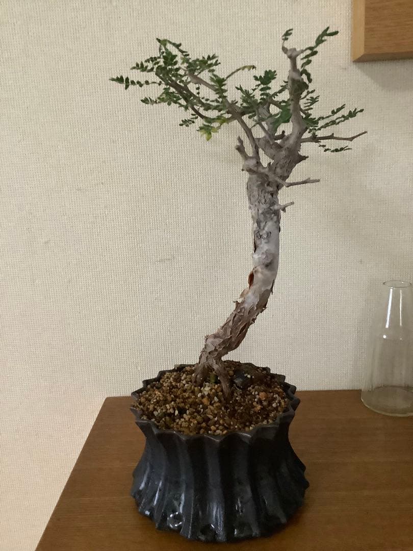 がんちゃん　コミフォラモンストローサ　現地球　塊根植物