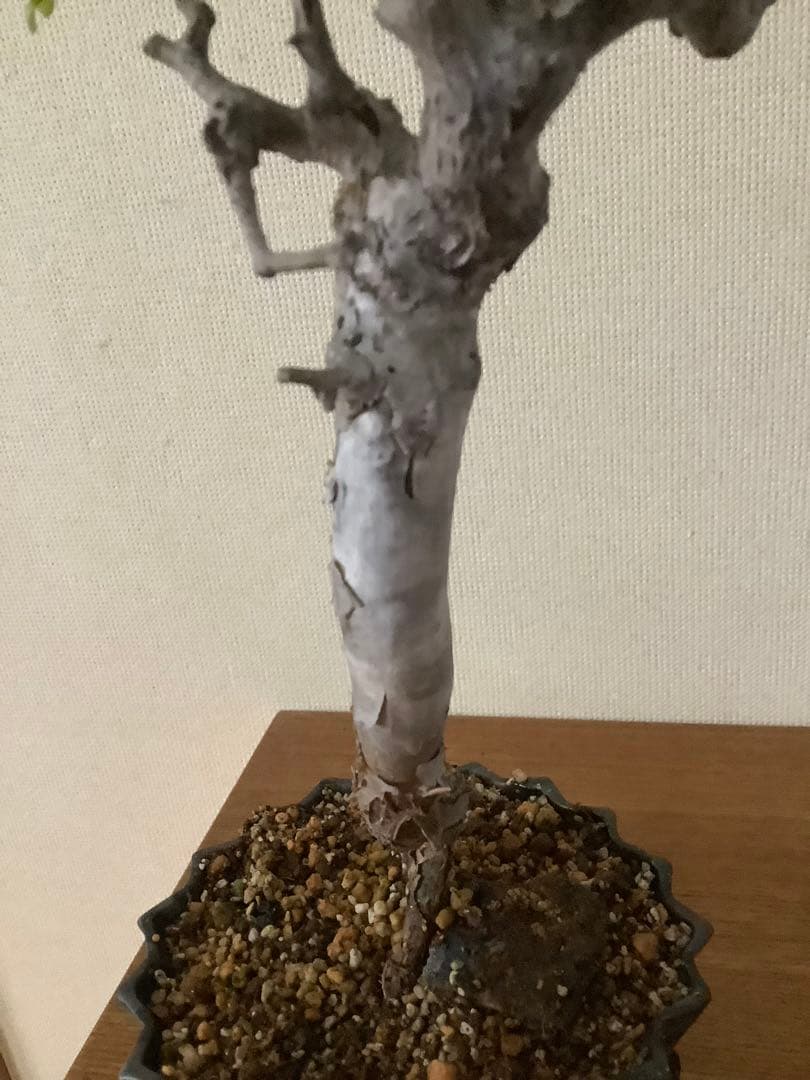 がんちゃん　コミフォラモンストローサ　現地球　塊根植物