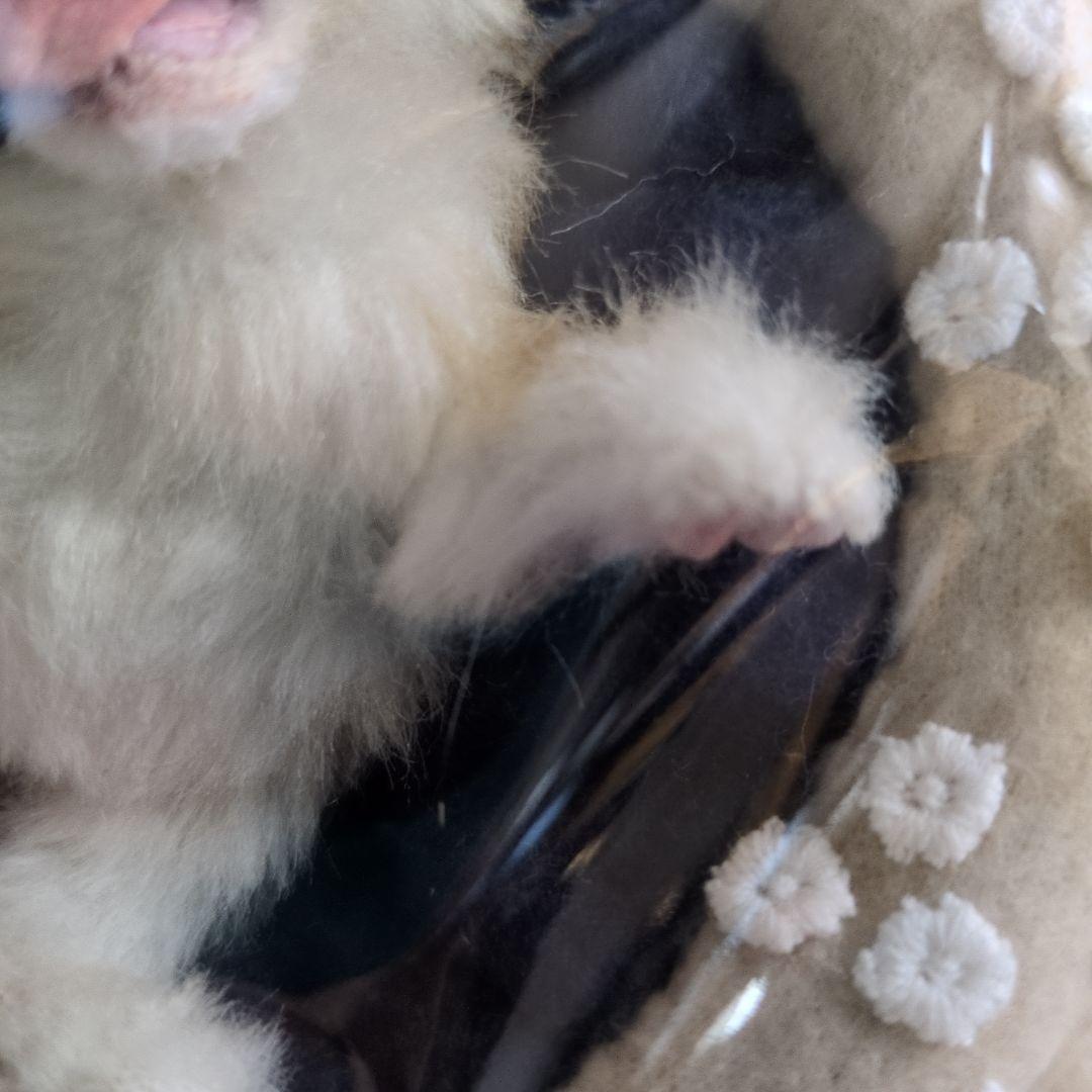 S*n様 作家物 猫 ネコ アートドール エキゾチック