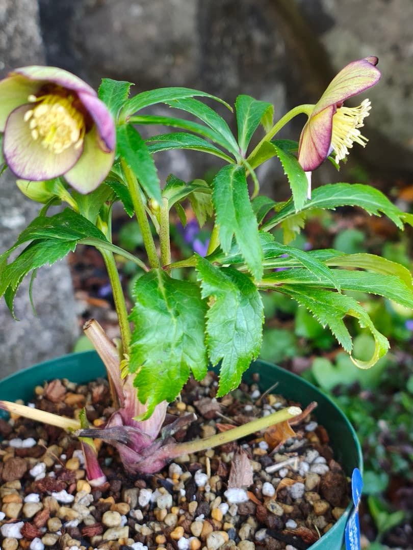 クリスマスローズ　大木ナーサリー　原種交配　超小輪