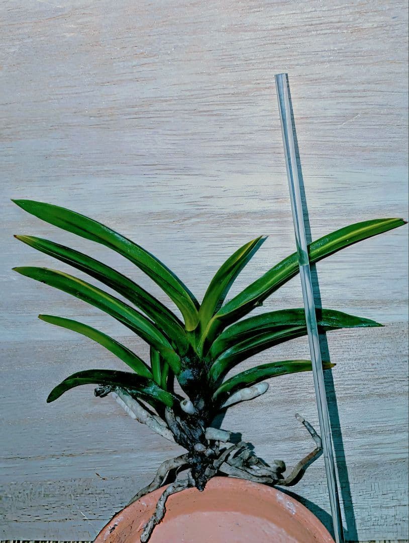 富貴蘭　黒金牡丹黄縞（無加温作り品）