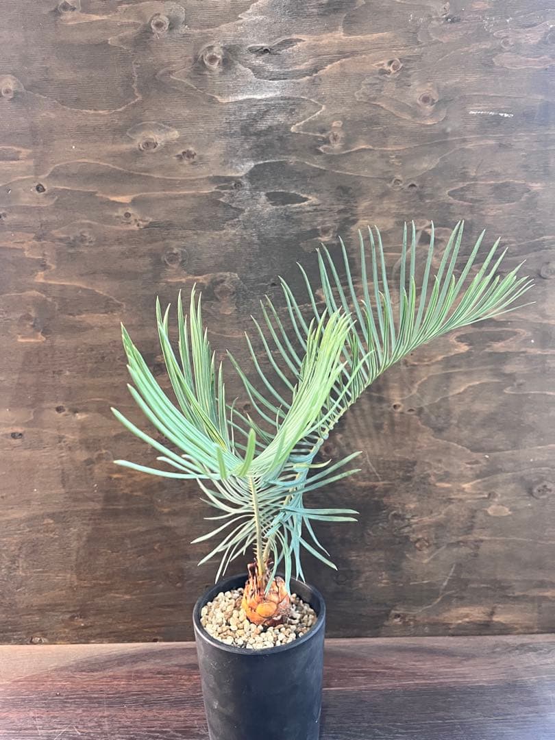 サイカスカイルンシアナM7