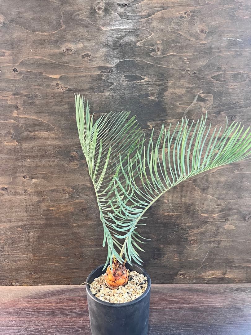 サイカスカイルンシアナM7