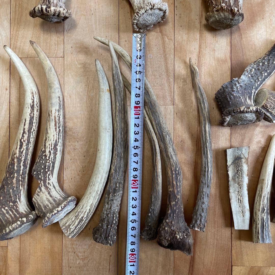 エゾシカ 蝦夷鹿 角 まとめ売り