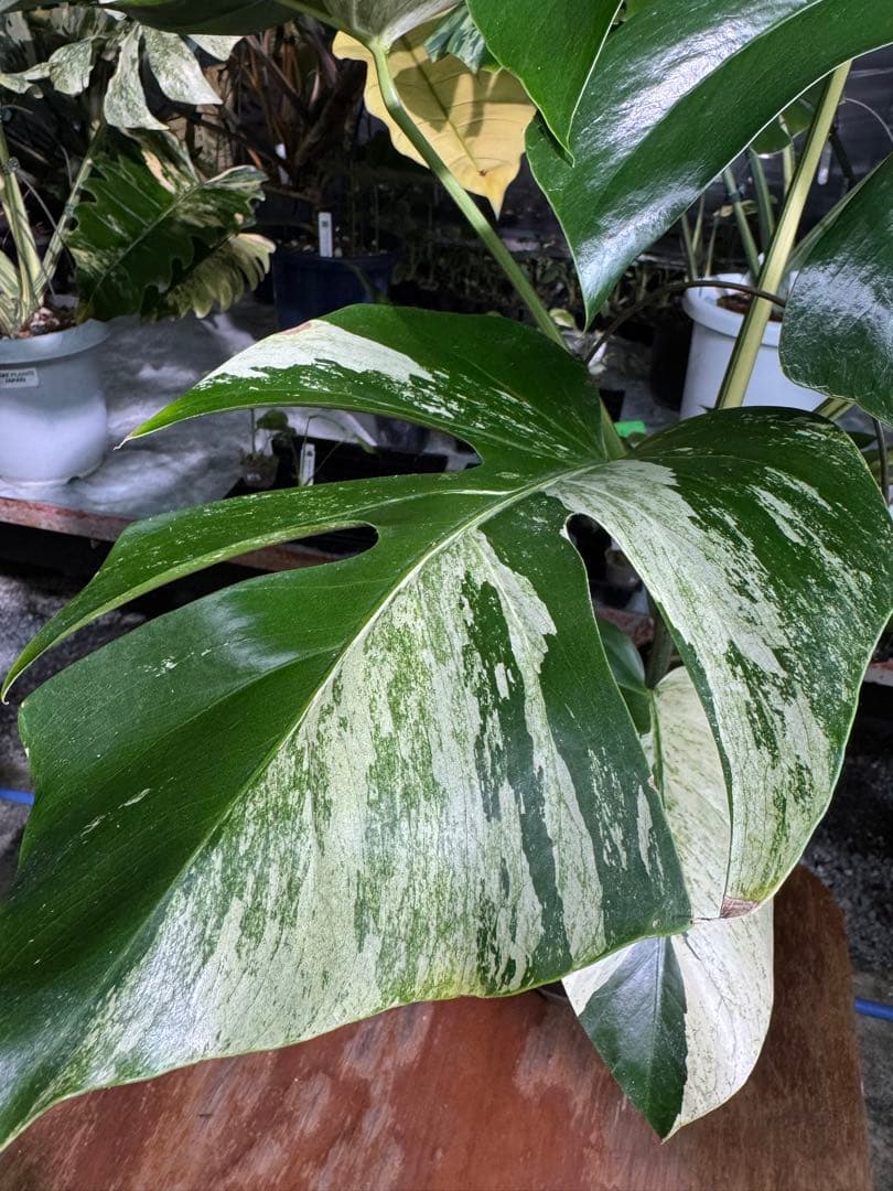 BS1モンステラ　ボルギシアナ　x デリシオーサ　ミント　美株