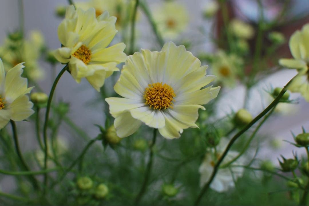 【アロナ】AF-S DX NIKKOR 35mm f/1.8G レンズ