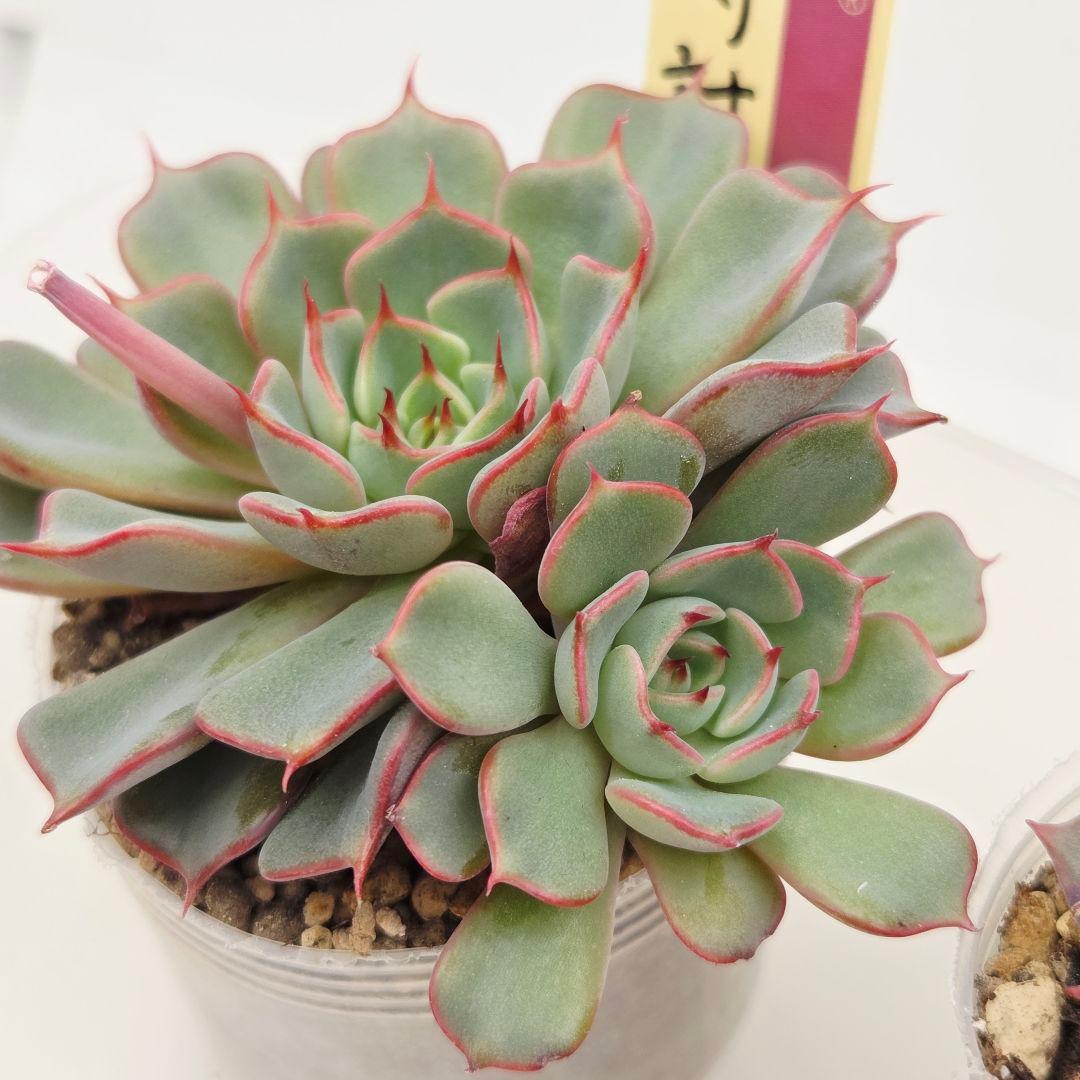 M*˚様 ⑲大きめ苗! そわそわ❣️青鬼❣️龍鱗蓮華❣️おらいさん発根済 6苗メ