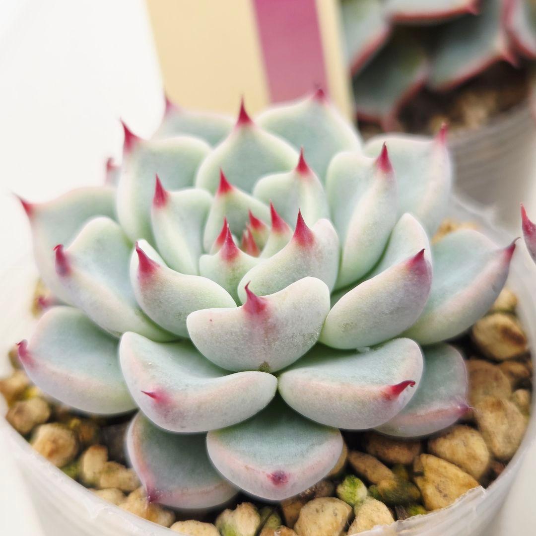 M*˚様 ⑲大きめ苗! そわそわ❣️青鬼❣️龍鱗蓮華❣️おらいさん発根済 6苗メ