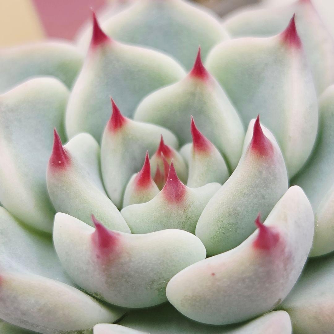 M*˚様 ⑲大きめ苗! そわそわ❣️青鬼❣️龍鱗蓮華❣️おらいさん発根済 6苗メ