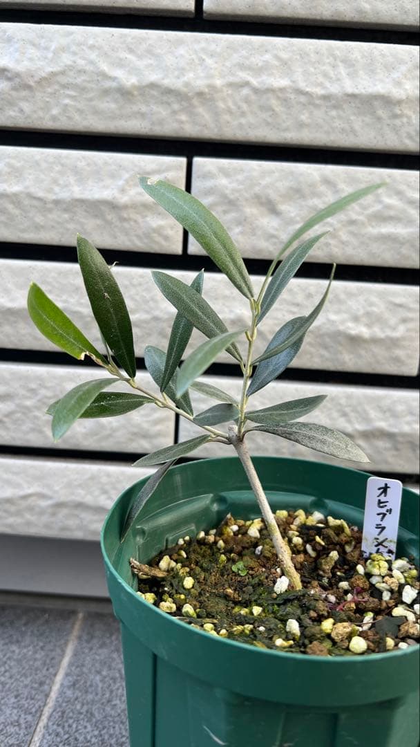 はむ　本物オヒブランカとカラマタ　二苗セット