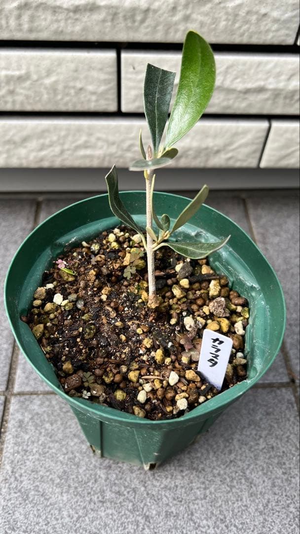 はむ　本物オヒブランカとカラマタ　二苗セット