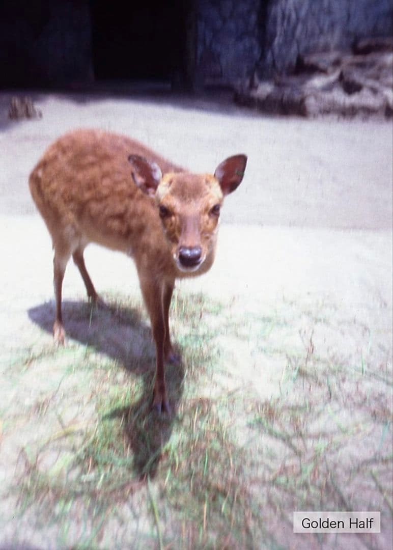 5個セット 激レア 人気 ハローキティ ゴールデンハーフ golden half