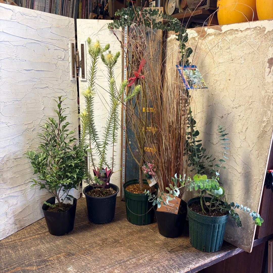 y*a様 ガーデニング　主役張れるアソート　５種　フィリカ　　ユーカリ