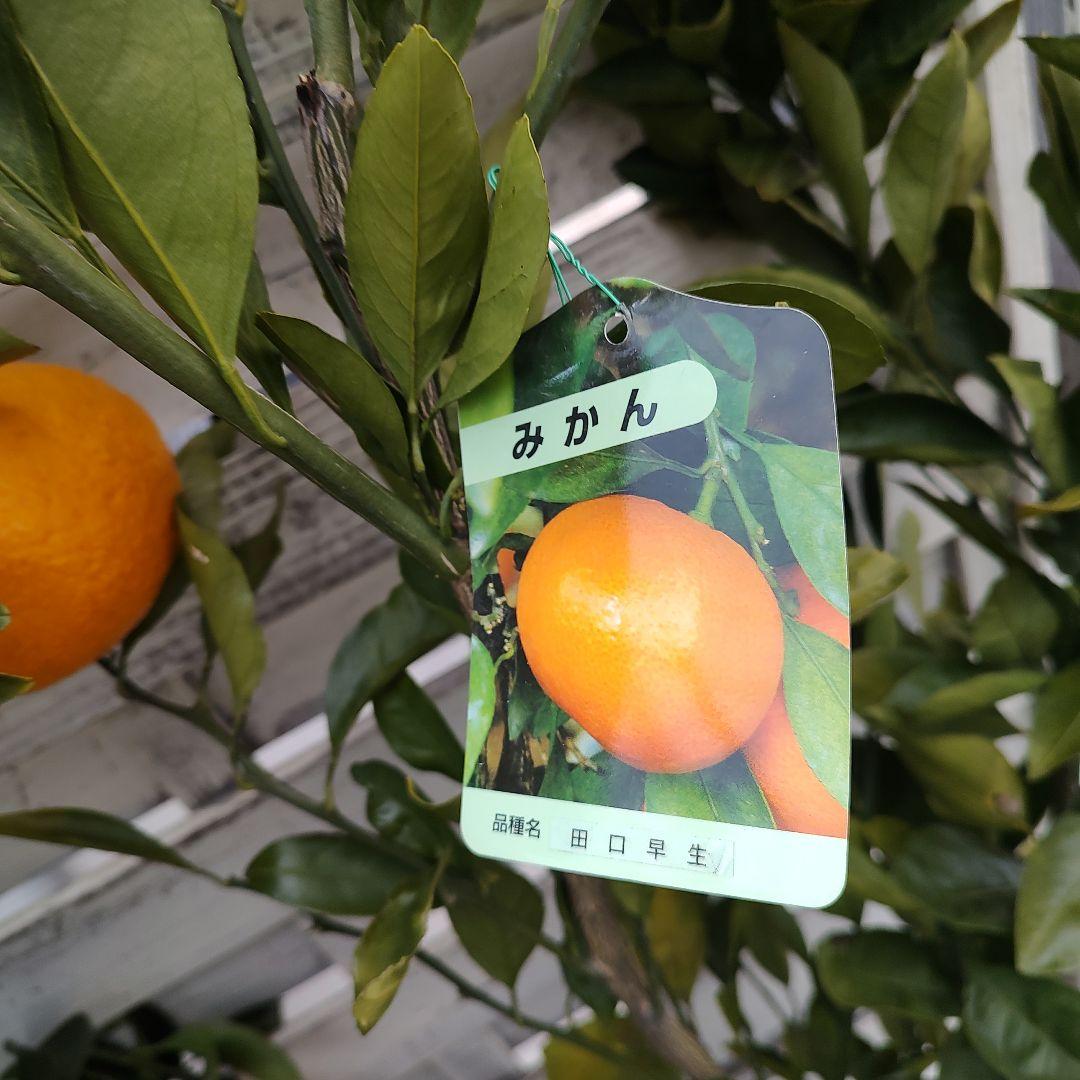 ひいさま専用出品