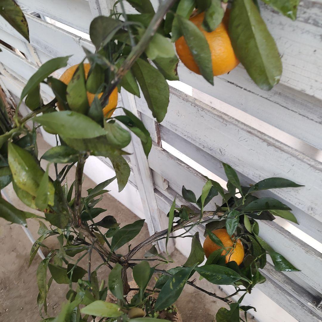 ひいさま専用出品