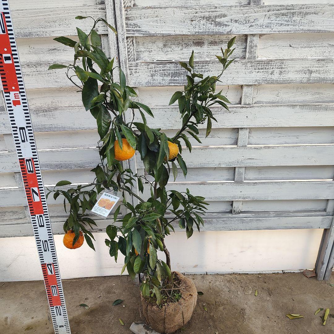 ひいさま専用出品