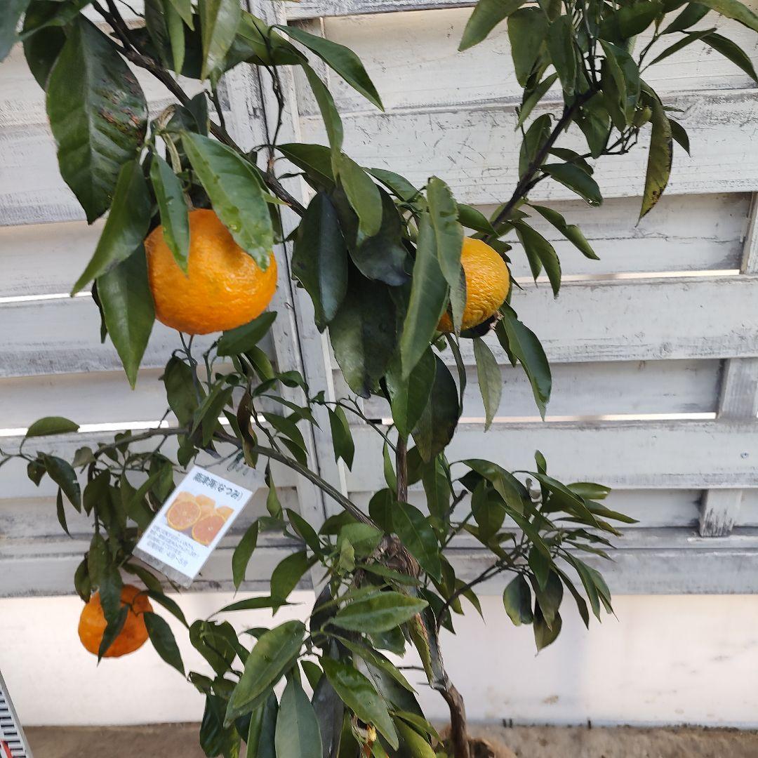 ひいさま専用出品