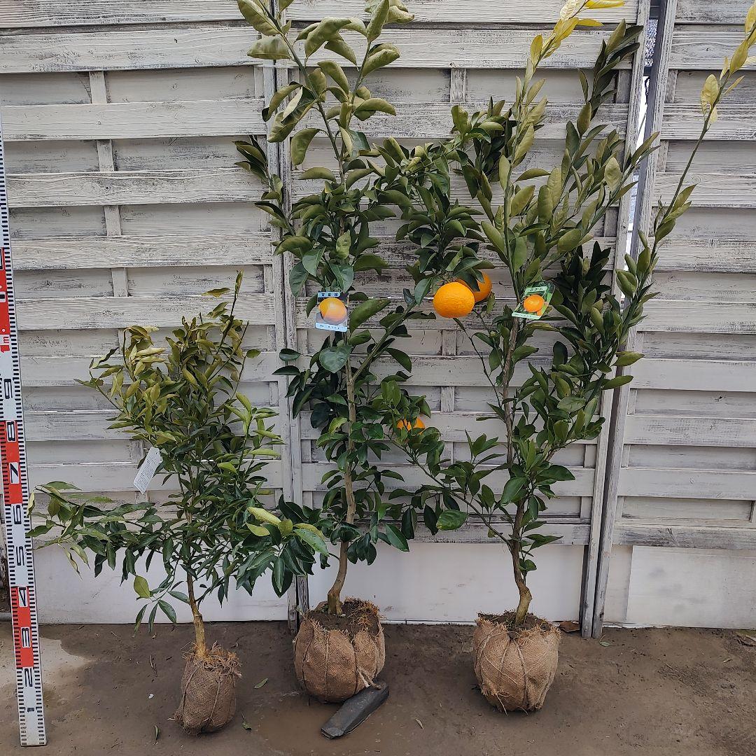 ひいさま専用出品