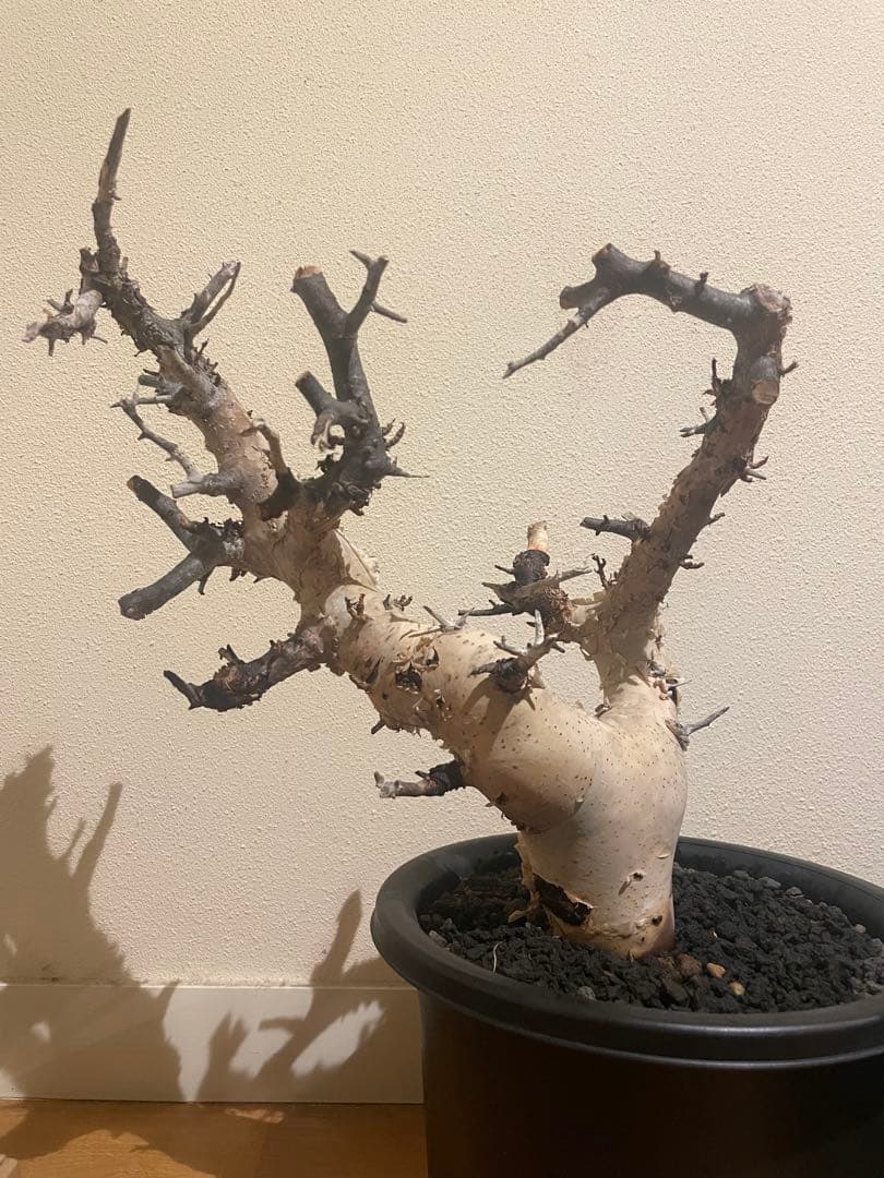 本日限定値下げ！大型株 コミフォラ カタフ ピュア