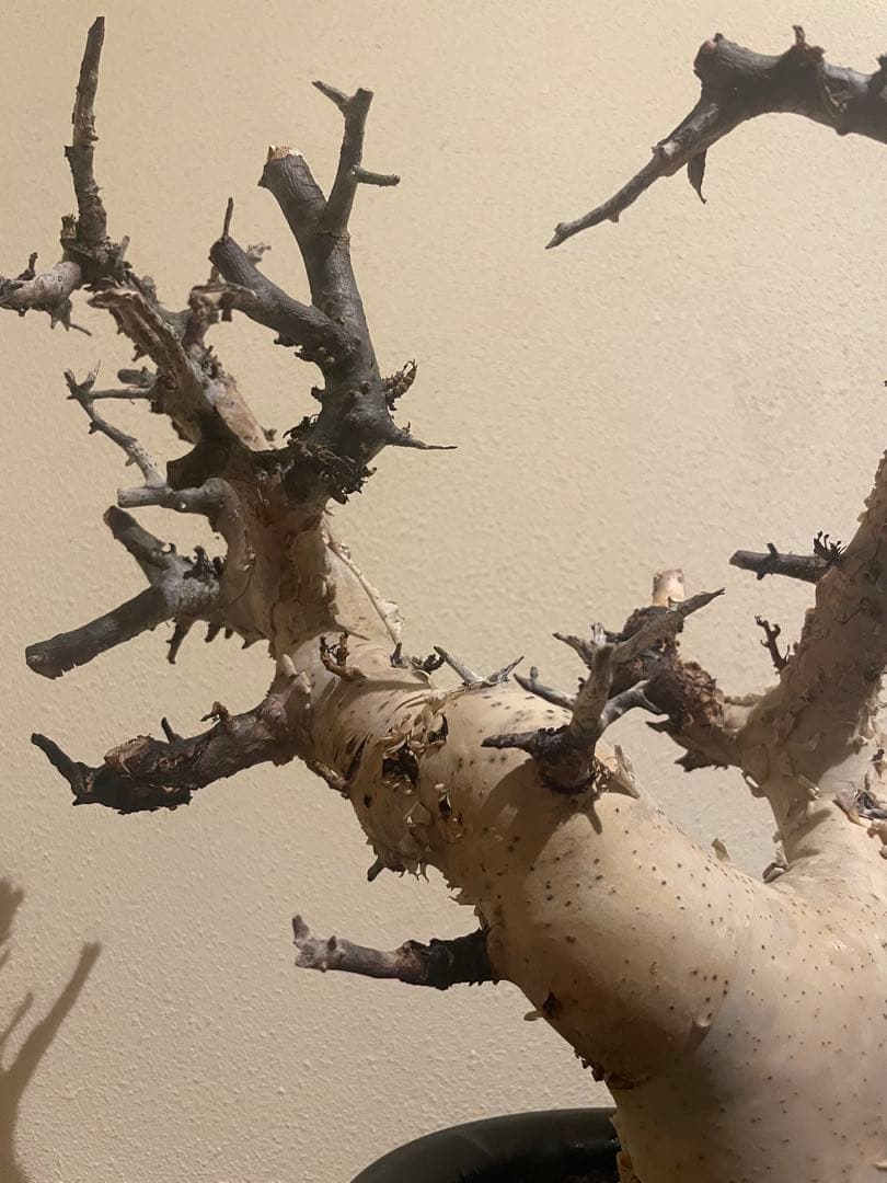 本日限定値下げ！大型株 コミフォラ カタフ ピュア