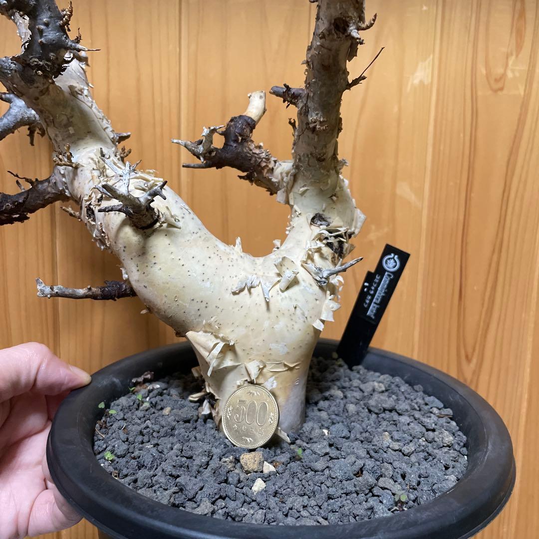 本日限定値下げ！大型株 コミフォラ カタフ ピュア