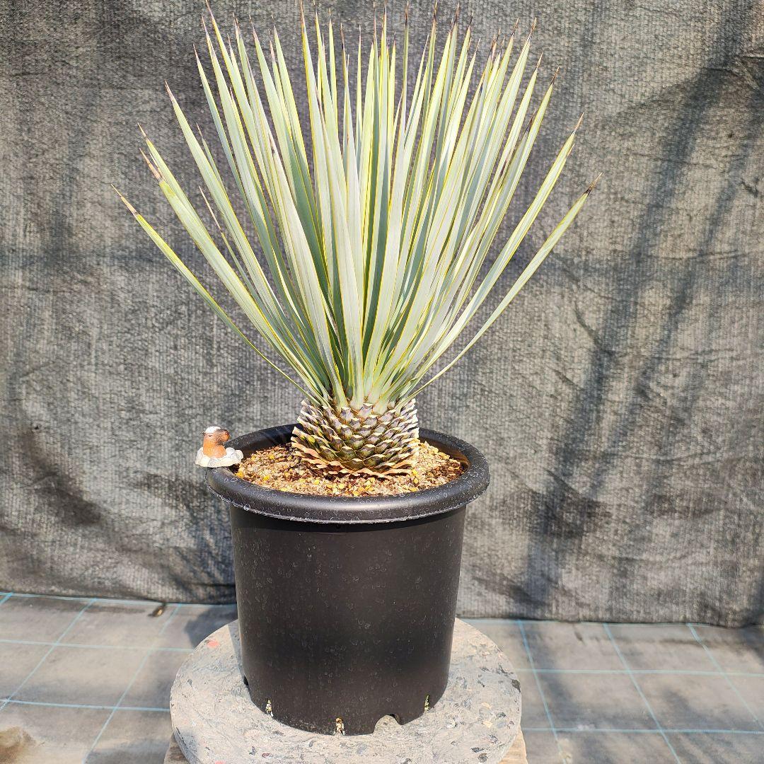 ザ*フ様 ユッカ ロストラータ Hybrid No.4