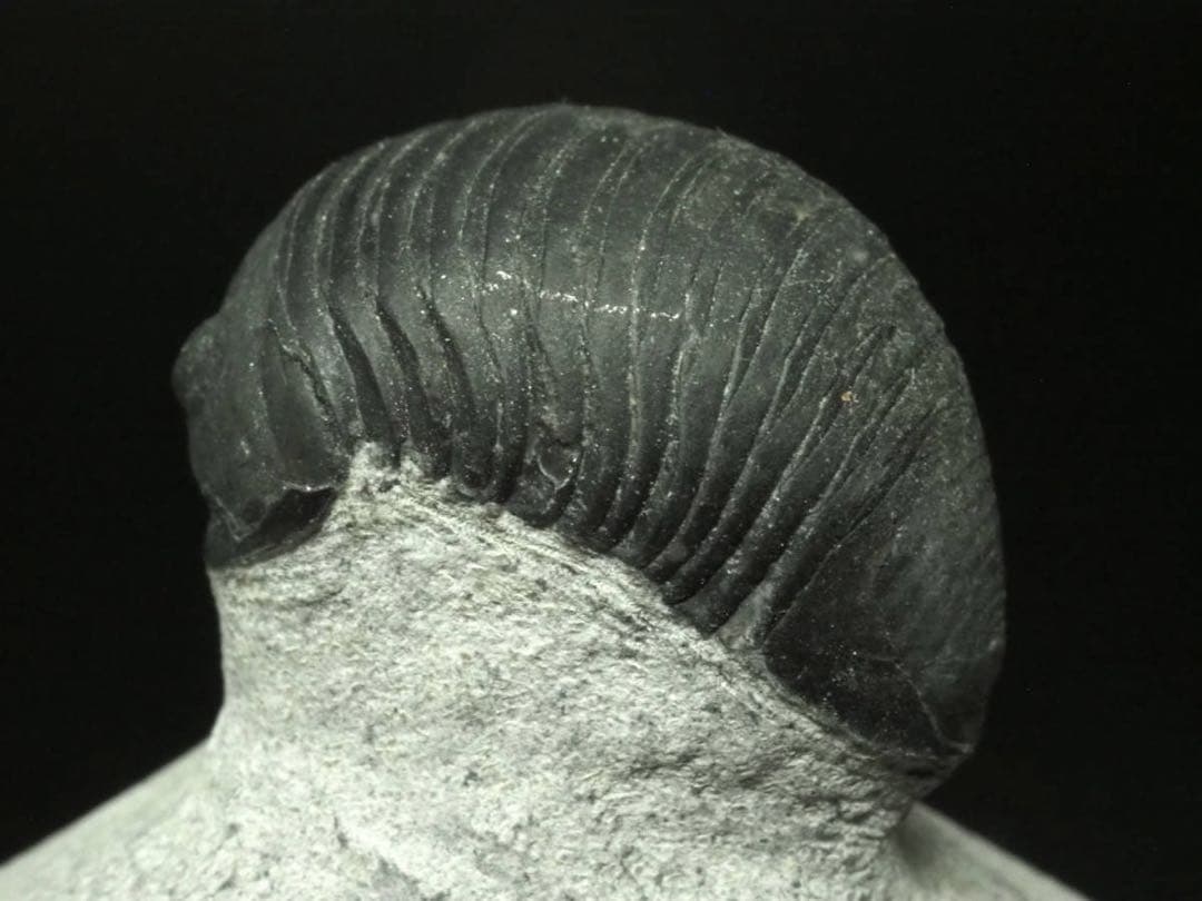 ひろやん　三葉虫Parahomalonotus planus