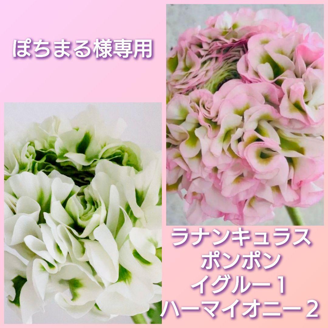 ぽちまる　ラナンキュラス　ポンポン　ハーマイオニー　２鉢　イグルー１鉢
