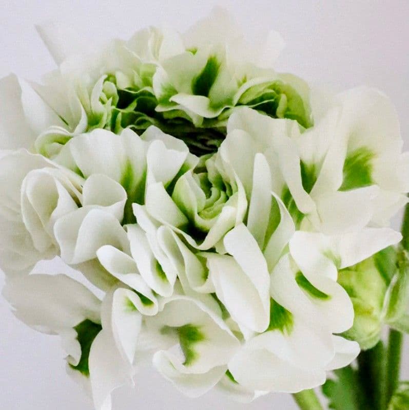 ぽちまる　ラナンキュラス　ポンポン　ハーマイオニー　２鉢　イグルー１鉢