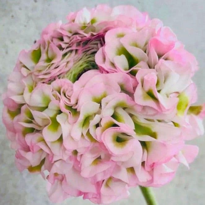 ぽちまる　ラナンキュラス　ポンポン　ハーマイオニー　２鉢　イグルー１鉢