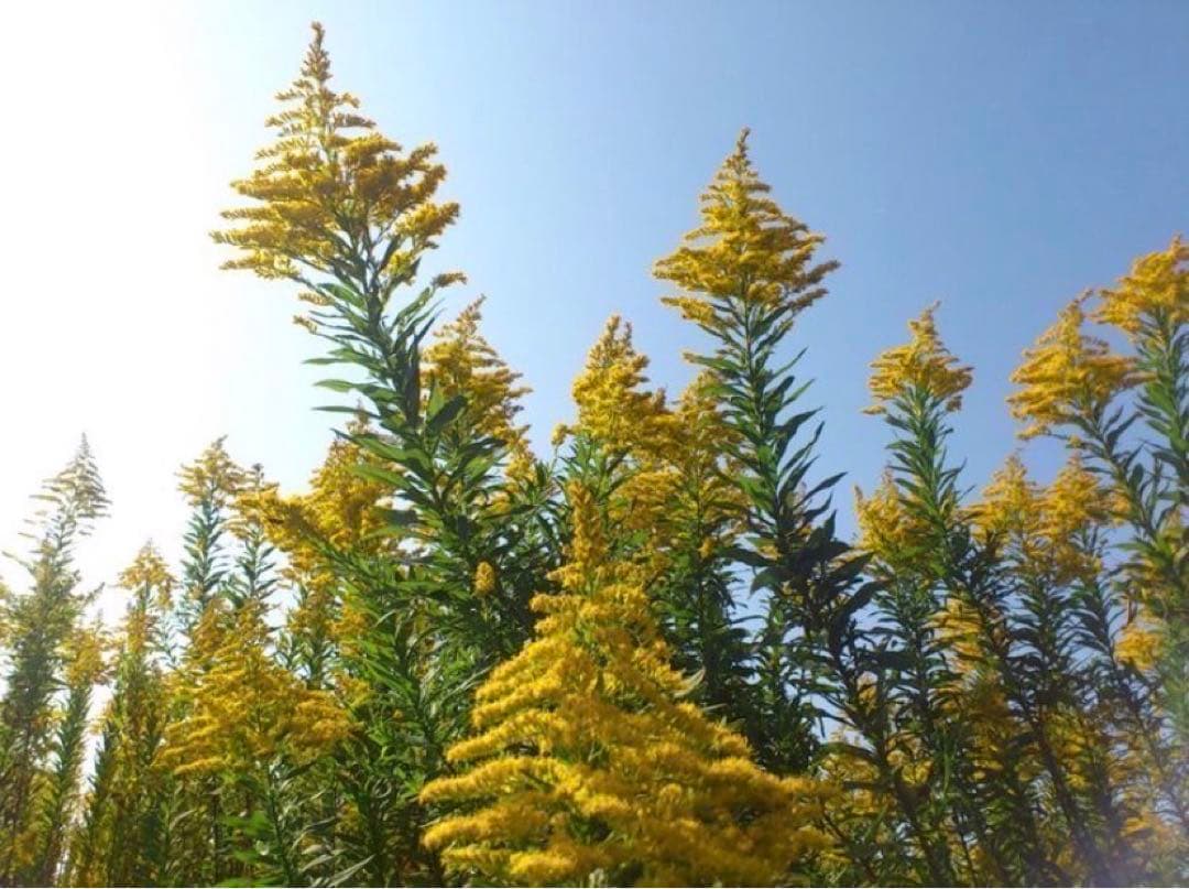 【天然ハーブ】背高泡立草　セイタカアワダチソウ1kg 個包装80個前後