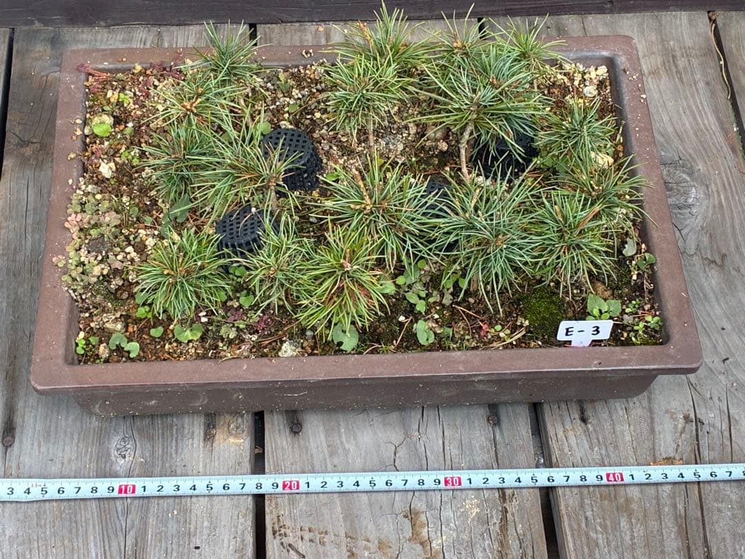 A*s様 17本セット ★盆栽★ 赤石五葉松　 E-3 ★愛媛県より発送★