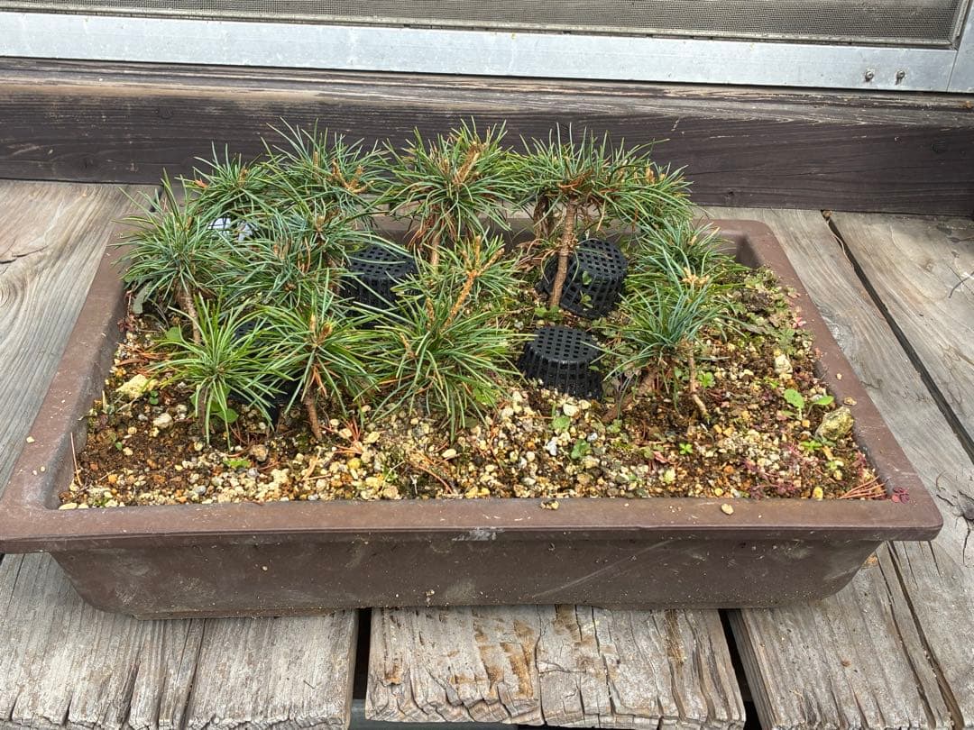 A*s様 17本セット ★盆栽★ 赤石五葉松　 E-3 ★愛媛県より発送★