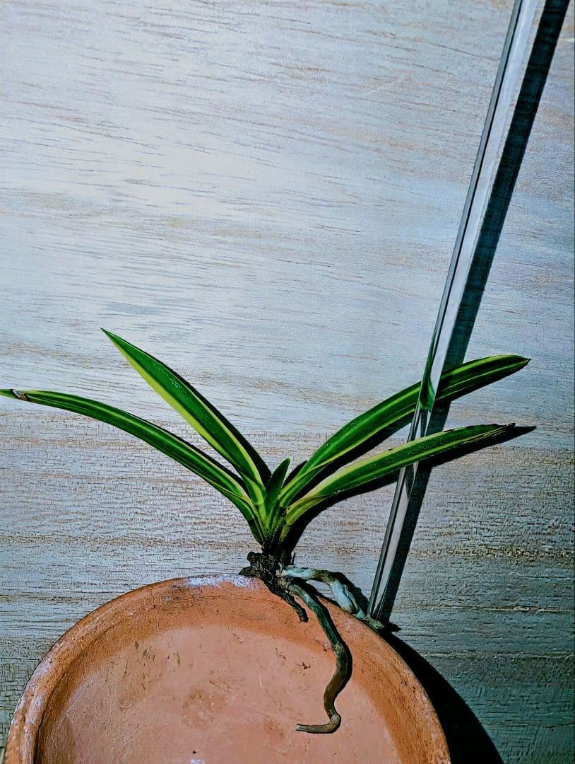 富貴蘭　総ルビー根建国殿縞