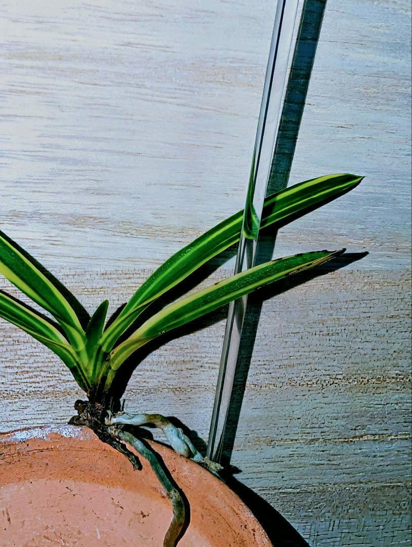 富貴蘭　総ルビー根建国殿縞