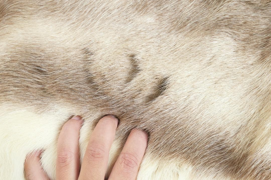 トナカイ　毛皮　　ラグ　敷物　キャンプ　ブッシュクラフト