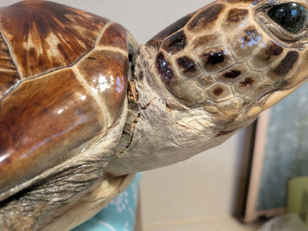 アオウミガメのはく製