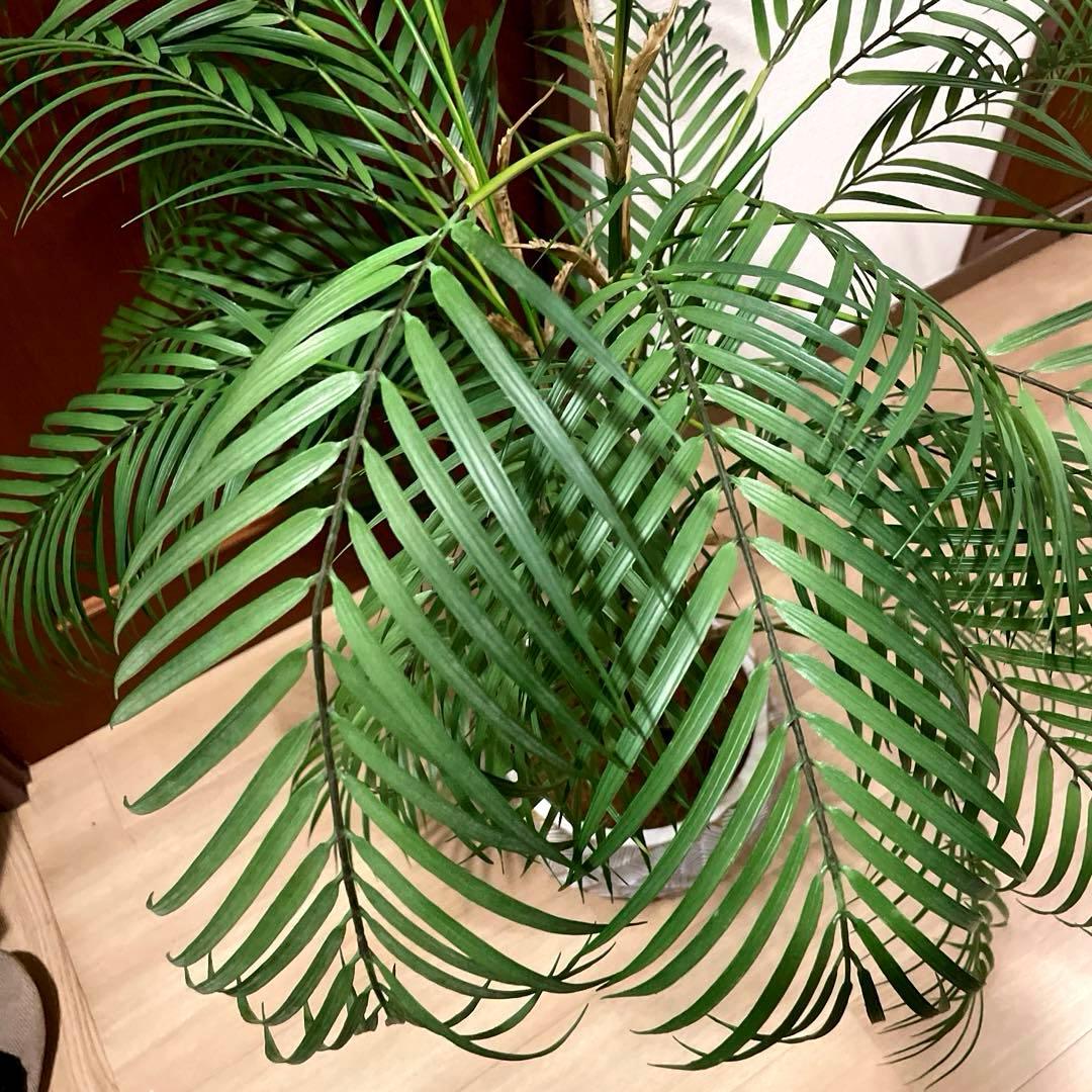 【港区にて直接お渡しも可能】　エミリオ　ロバ　パーム　グリーン