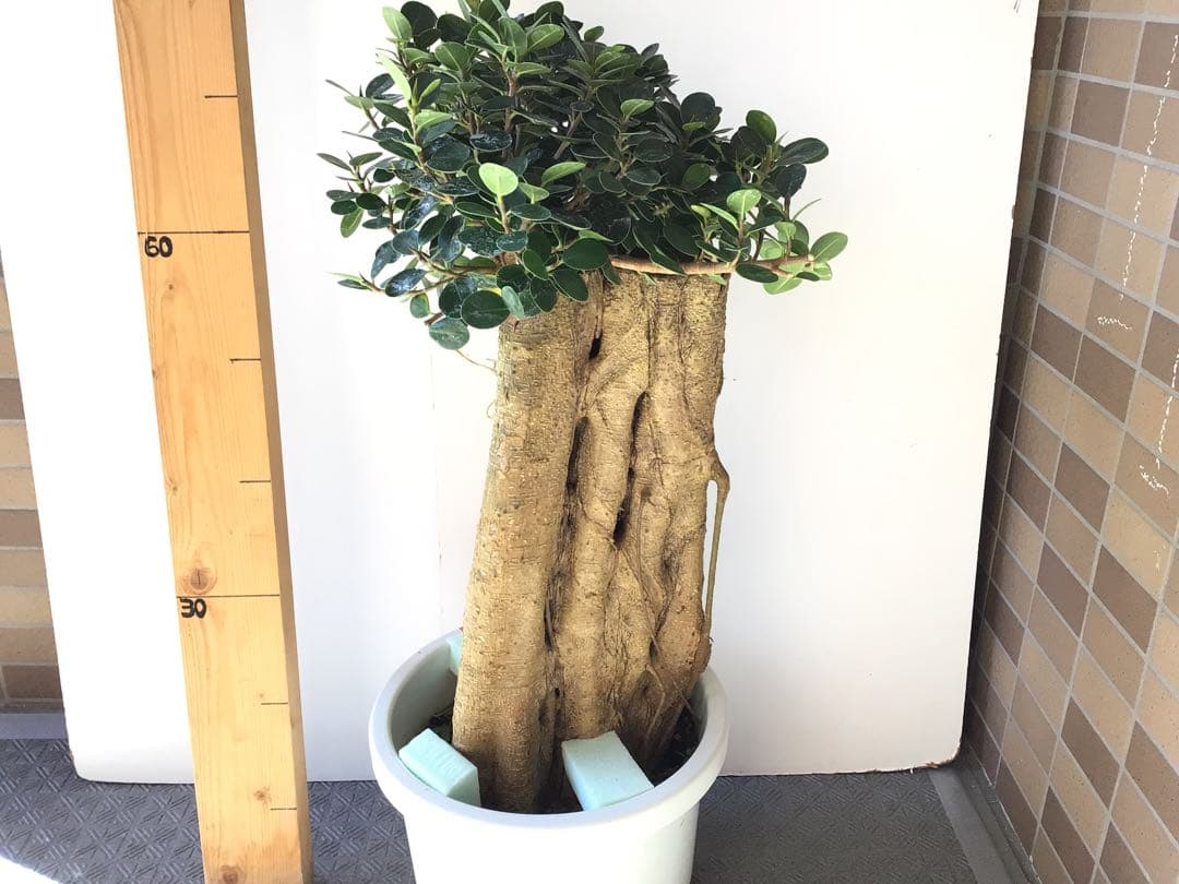 ①特選こだわりの1鉢極太の幹のパンダガジュマル10号鉢