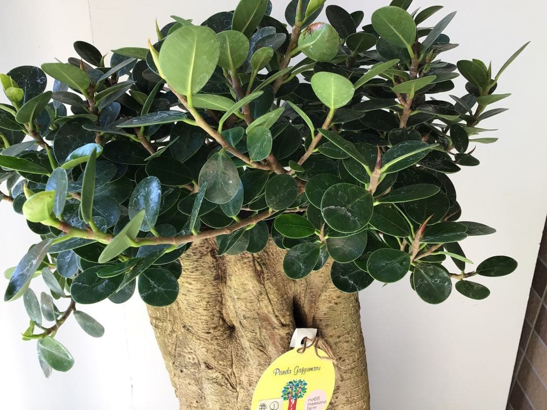 ①特選こだわりの1鉢極太の幹のパンダガジュマル10号鉢